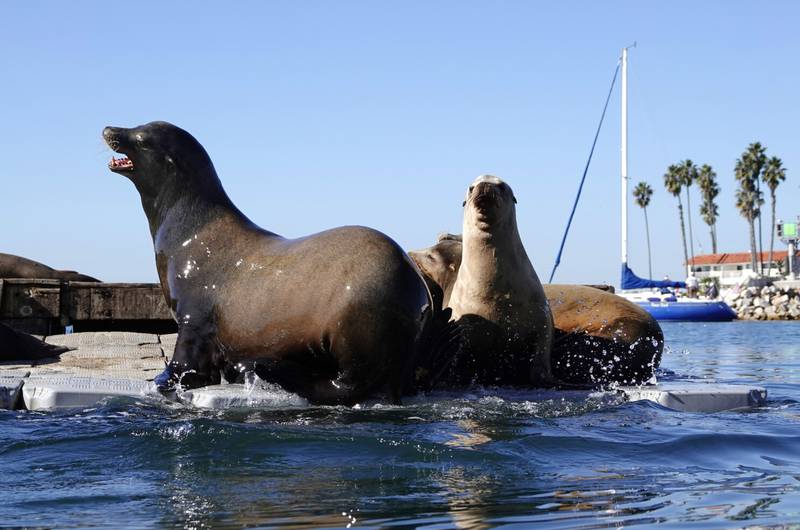 Video: Un grupo de personas es perseguido por dos leones marinos en San  Diego – Ferplei