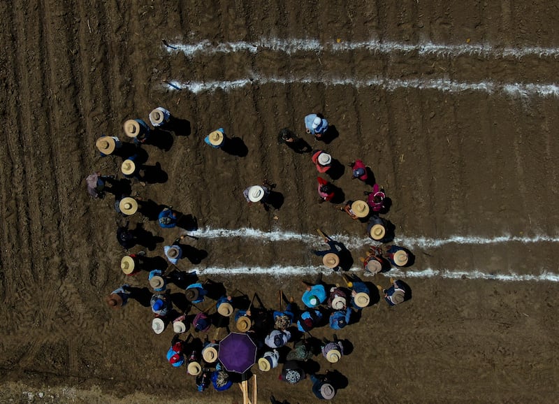 maíz-de-colores-auge-en-el-extranjero-agricultores-mexicanos