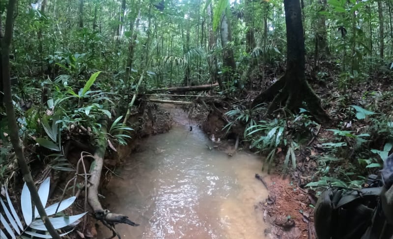 Buscan en la selva de Guaviare a los cuatro niños accidentados en una avioneta