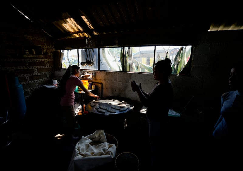 maíz-de-colores-auge-en-el-extranjero-agricultores-mexicanos