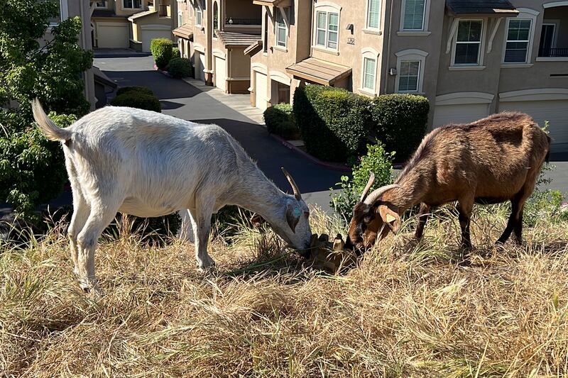 Las cabras están muy solicitadas para despejar vegetación mientras California se prepara para la próxima temporada de incendios forestales, pero una ley de horas extras de los jornaleros amenaza con hacer quebrar el negocio del pastoreo. (AP Foto/Terry Chea)