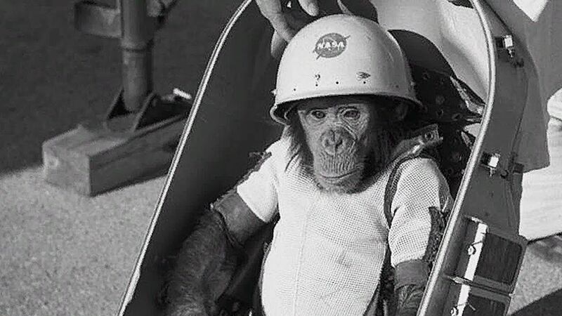 Se cumplen 40 años de la muerte de Ham, el primer chimpancé astronauta de la NASA y el primer homínido que viajó al espacio. Esta es su historia.