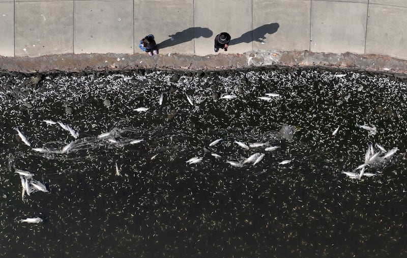 Peces muertos por agua contaminada