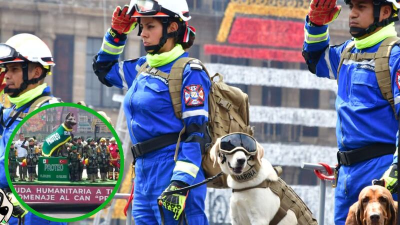 Tanto la Sedena como la Semar recordaron a sus miembros caninos.